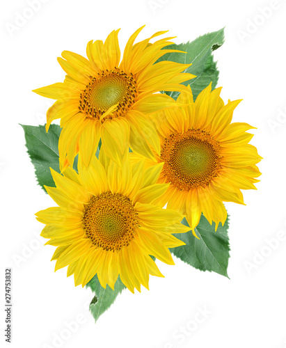 Flower composition. A bouquet of yellow sunflowers, green foliage. Isolated on white background.