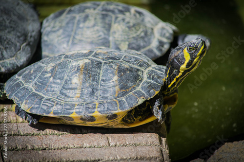 Yellow footed tortoise (Chelonoidis denticulata)