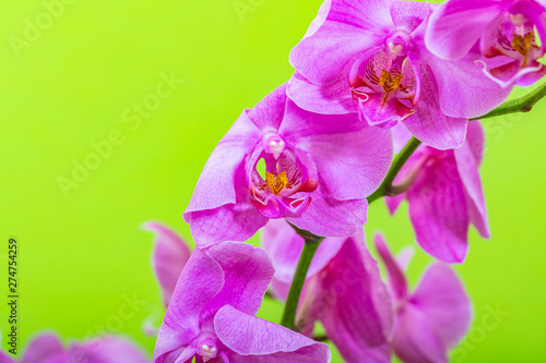 Close Up Of A Blooming Orchid Flower