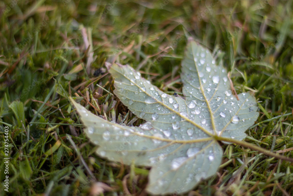 Water drops on a leaf lying in the grass Water drops on a leaf lying in the grass