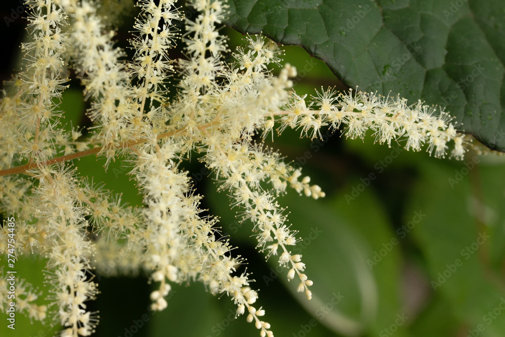 Naklejka premium Aruncus Blossoms