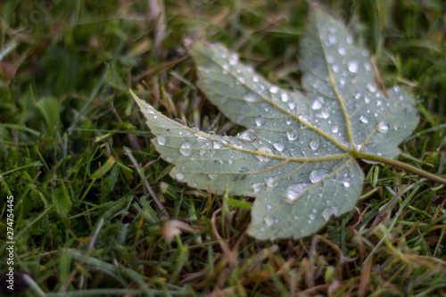 Water drops on a leaf lying in the grass