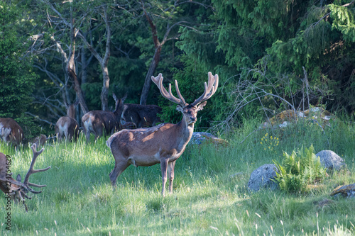 Big and beautiful dear
