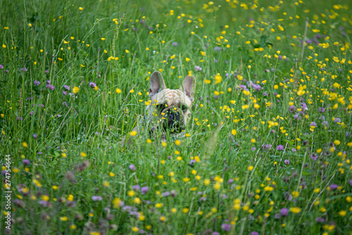 French Bulldog palming hide and find