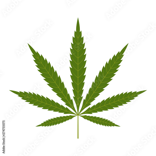 Cannabis leaf icon. Green silhouette indica sativa isolated white background. Herbal medicine herb plant. Natural weed hemp. Addiction smoke drug Illegal narcotic marijuana design. Vector illustration