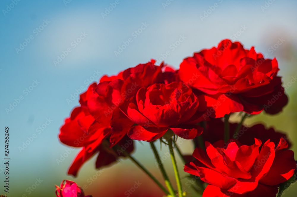 Red Rose flower. Nature. close up, selective focus Red Rose flower. Nature. close up, selective focus