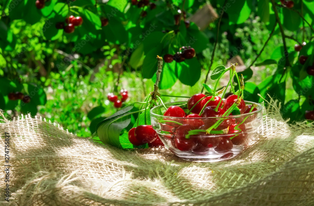 ripe juicy cherry in a bowl harvest ripe juicy cherry in a bowl harvest