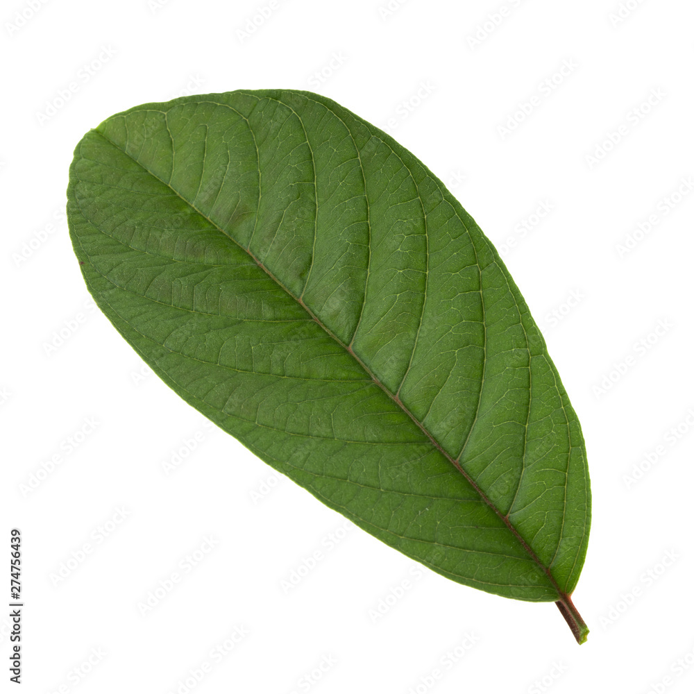 Fototapeta premium leaf of guava isolated on white background