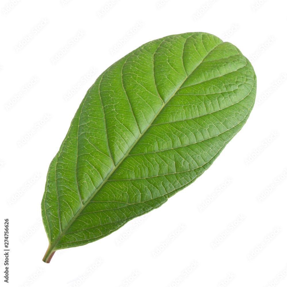 leaf of guava isolated on white background leaf of guava isolated on white background