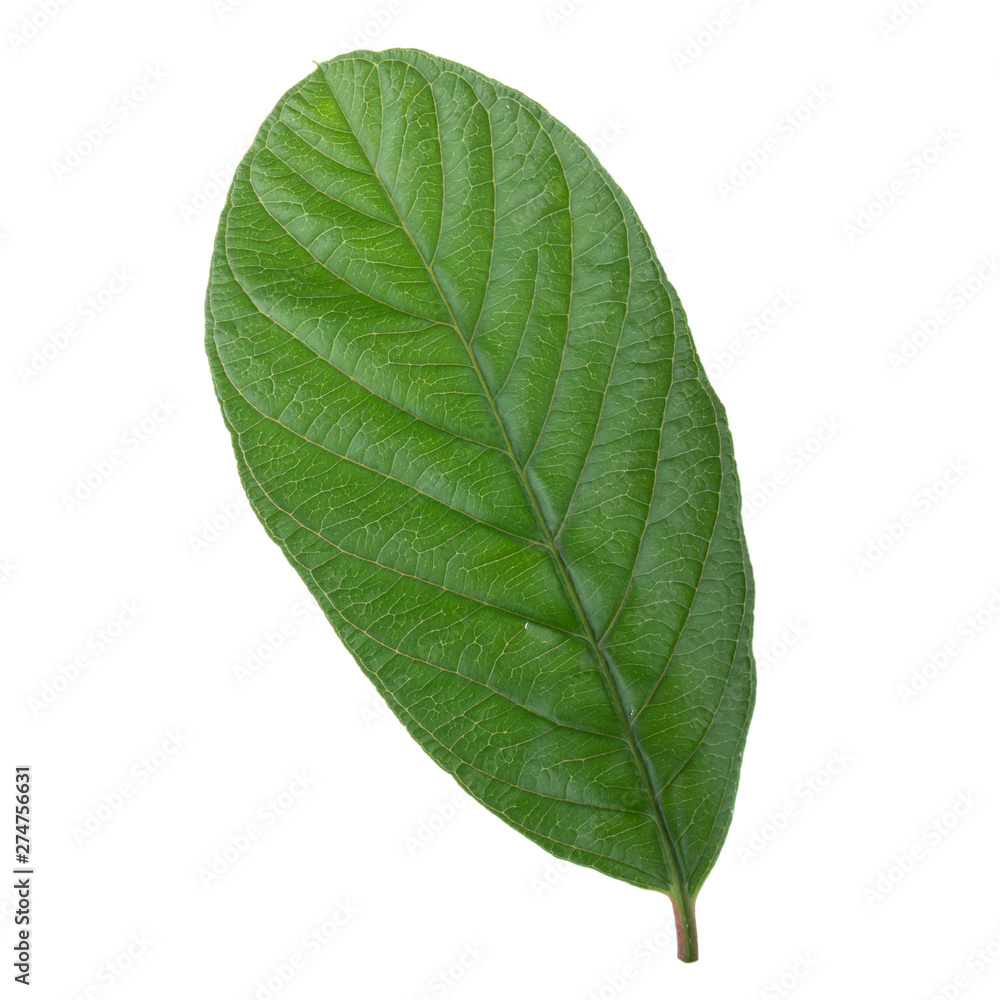 leaf of guava isolated on white background leaf of guava isolated on white background