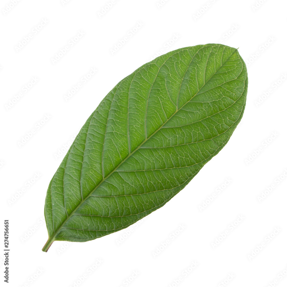 leaf of guava isolated on white background leaf of guava isolated on white background