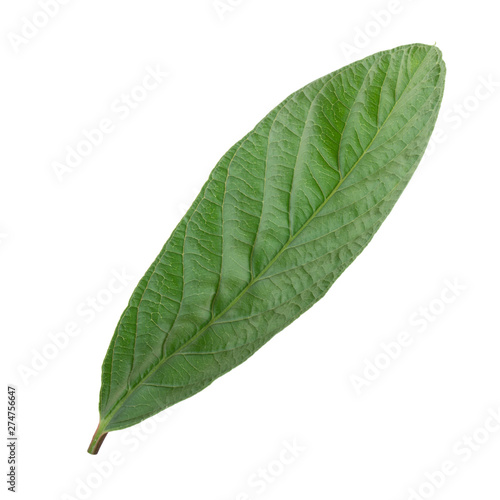 leaf of guava isolated on white background