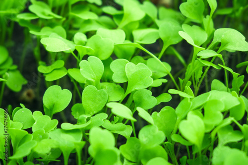 Wallpaper Mural first leaves of arugula texture background Torontodigital.ca