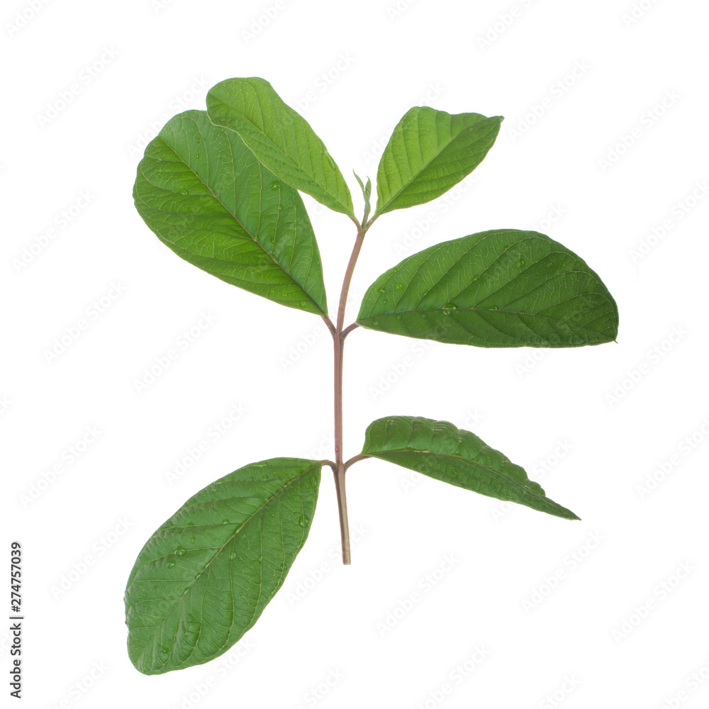 Obraz premium branch of guava leaves isolated on white