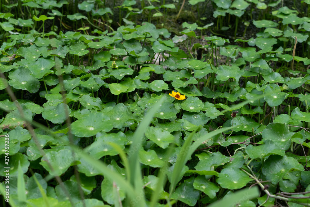 Fototapeta premium Water clover growing in river