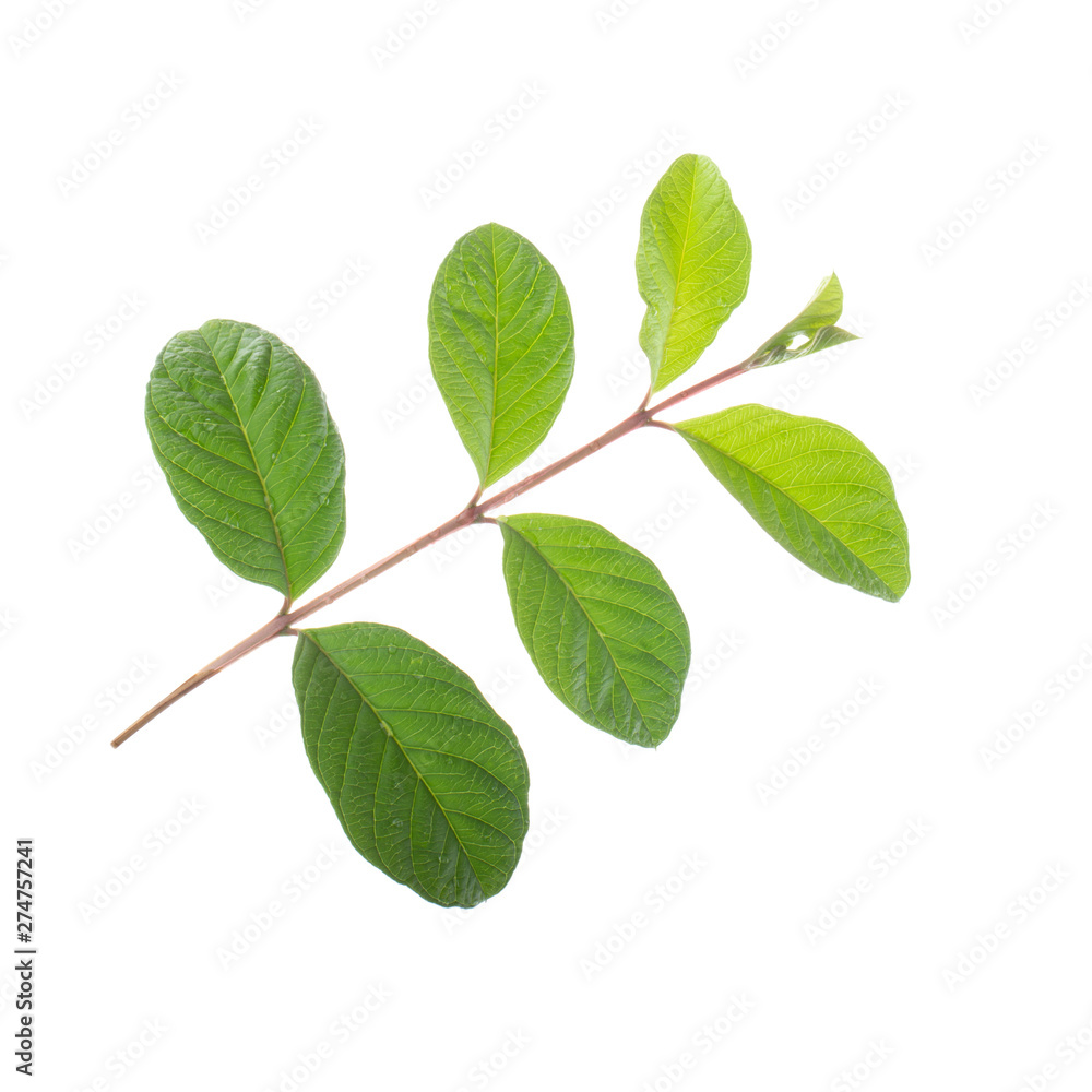 Fototapeta premium branch of guava leaves isolated on white