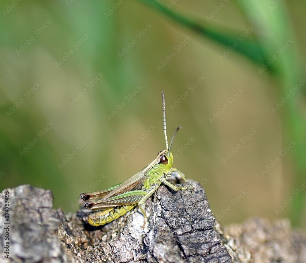Gemeiner Grashüpfer, chorthippus parallelus Gemeiner Grashüpfer, chorthippus parallelus