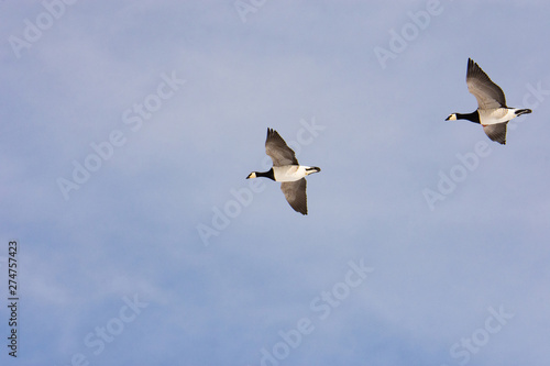 Barnacle geese, Svalbard
