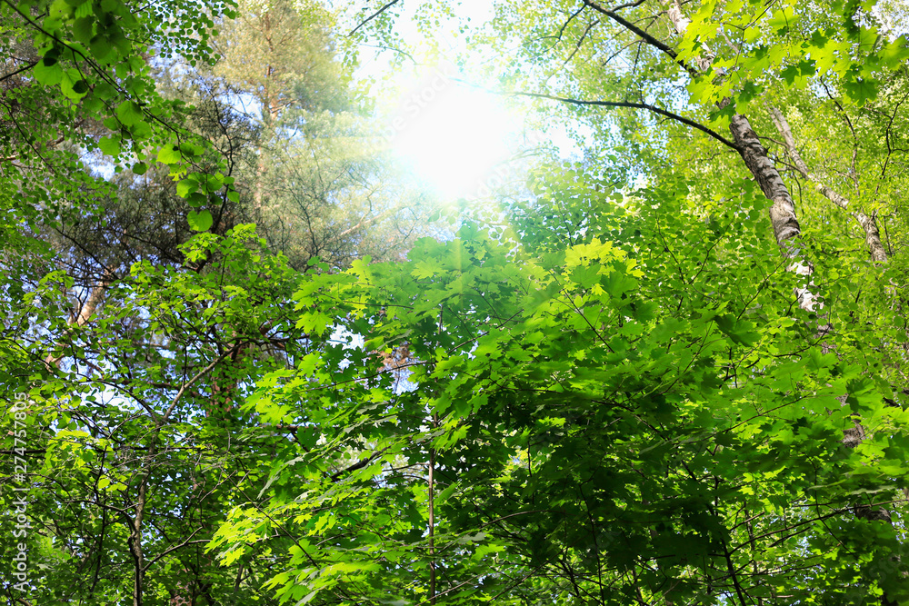 Fototapeta premium Trees and sunlight in the summer forest