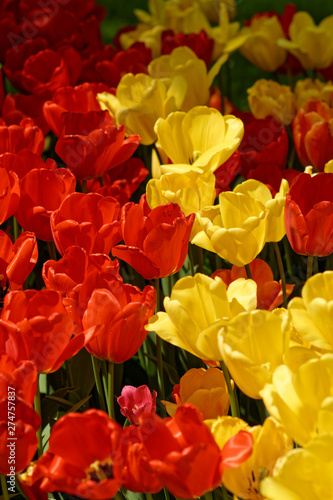 A lot of red and yellow tulips on flower bed