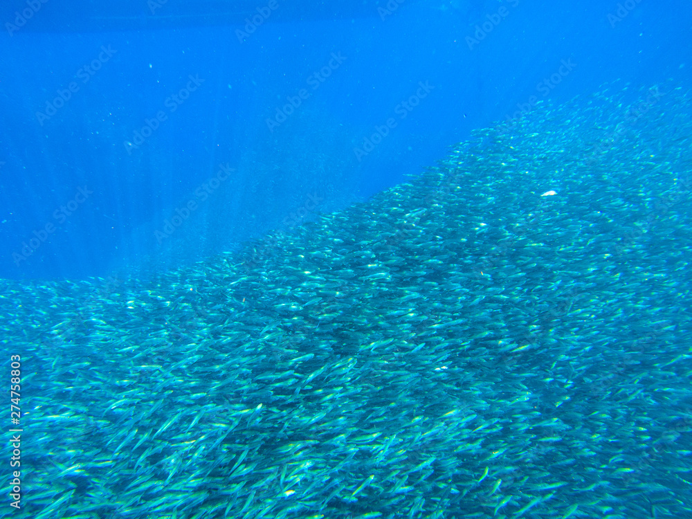 Huge fish school in blue ocean water. Tropical sea fish underwater photo. Undersea landscape with sardine fish shoal