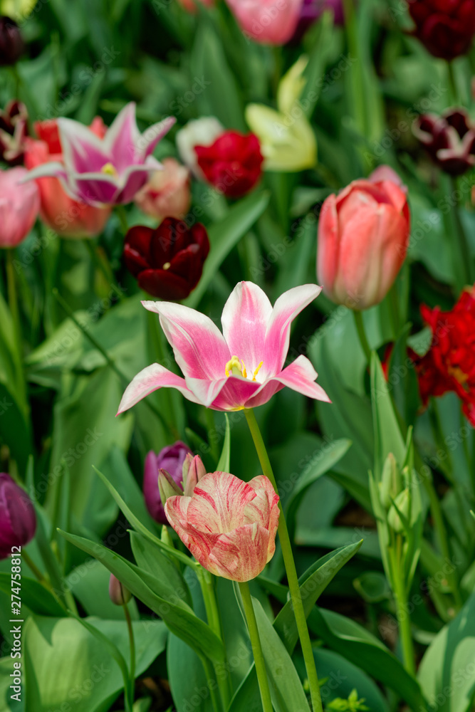 Obraz premium Tulips on flower bed