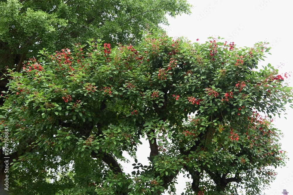 Fototapeta premium Cockspur coral tree (Erythrina crista-galli)