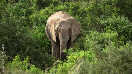 Elephant eating branches in national park in South Africa with beautful green surrounding