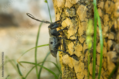 Close up side view of a black spotted pine sawyer beetle (Monochamus Galloprovincialis). photo