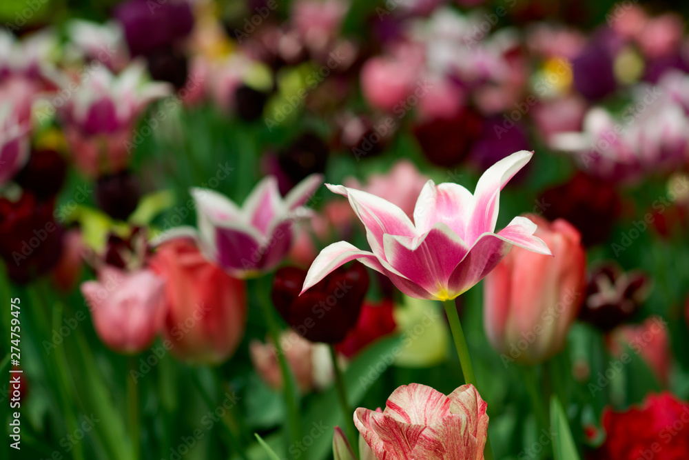 Pink tulip on flower bed