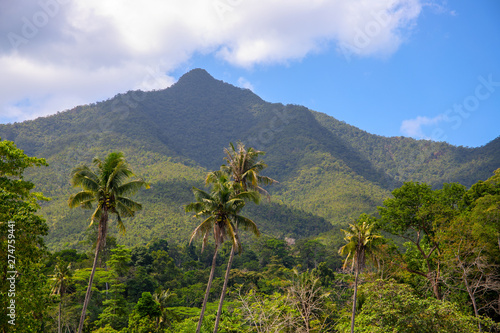 Tropical landscape with greenery and mountains in sunny day. Tropical nature with distant peak and coco palm tree.