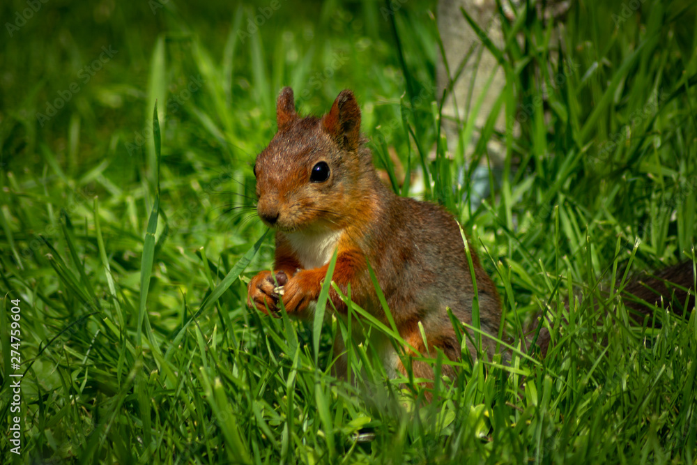 little cute squirrel sits in the grass and nibbles grains little cute squirrel sits in the grass and nibbles grains