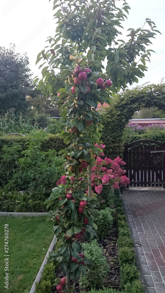 Obraz premium Garten. Äpfeln.