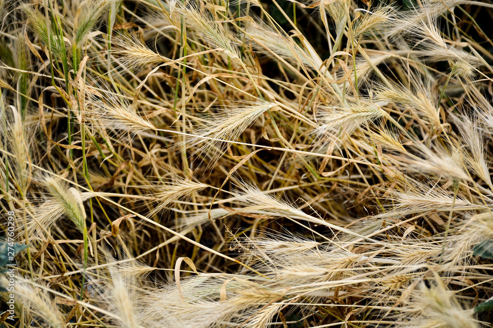 Dry grass Dry grass