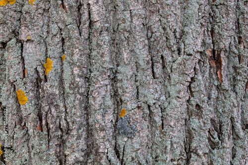 Closeup Embossed Tree Bark Texture Background © bojanzivkovic