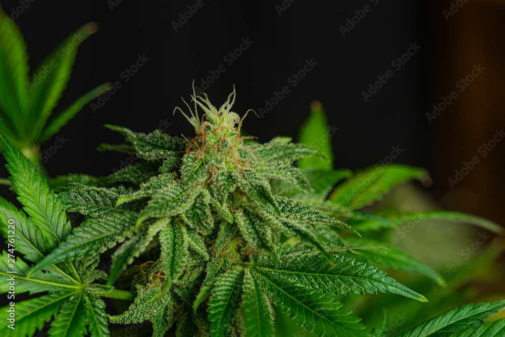 Afghan kush special variety of marijuana flower with aged blooms Afghan kush special variety of marijuana flower with aged blooms