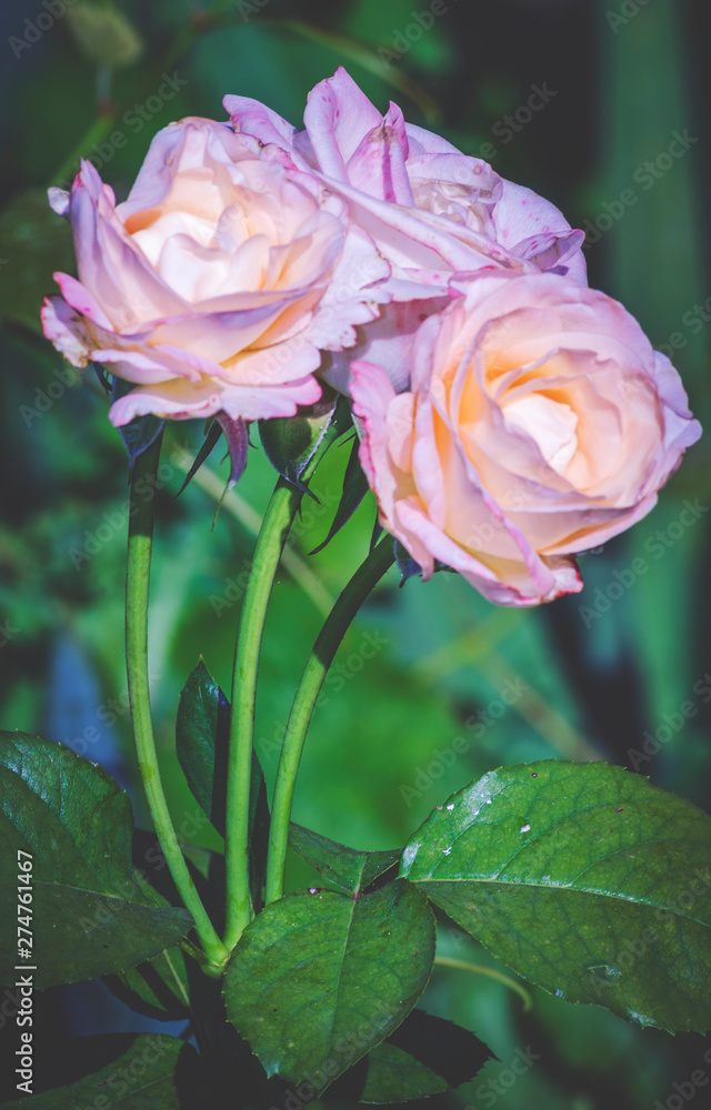 Fototapeta premium rose flower in the garden