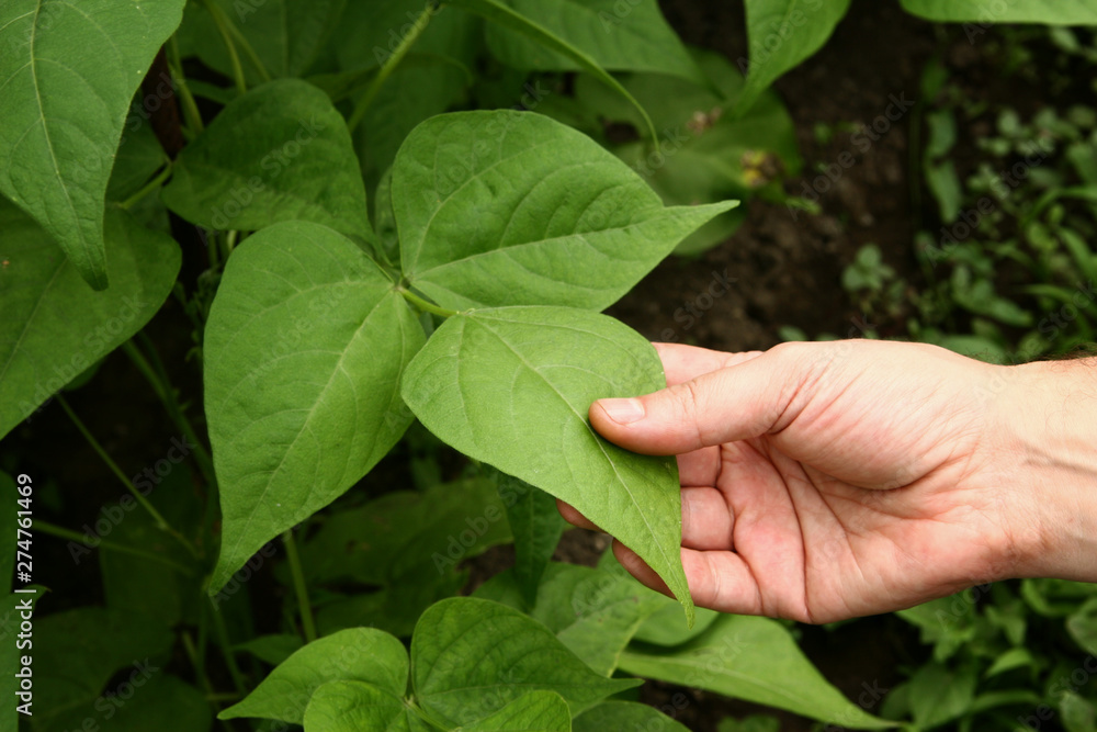 A male hand holds a young beans plant in a home garden. Beans seedlings. Flowering beans plant