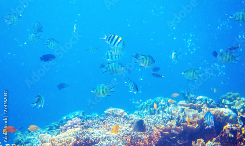 Underwater landscape with coral reef and tropical fish. Yellow black striped dascillus. Tropical aquarium background