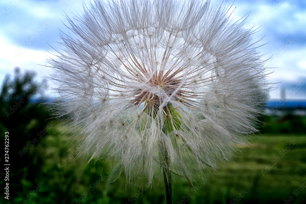 Fototapeta premium dandelion on a background of blue sky