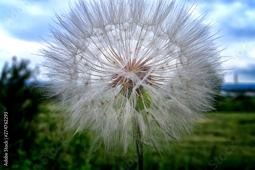 dandelion on a background of blue sky