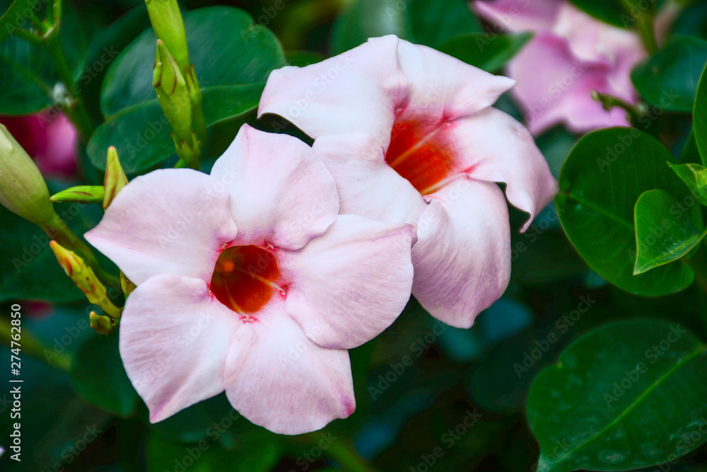 Flowers Flowers