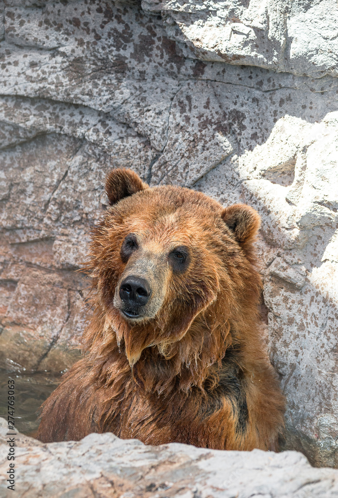 Obraz premium Grizzly Portrait