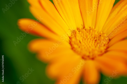 orange flower on green background