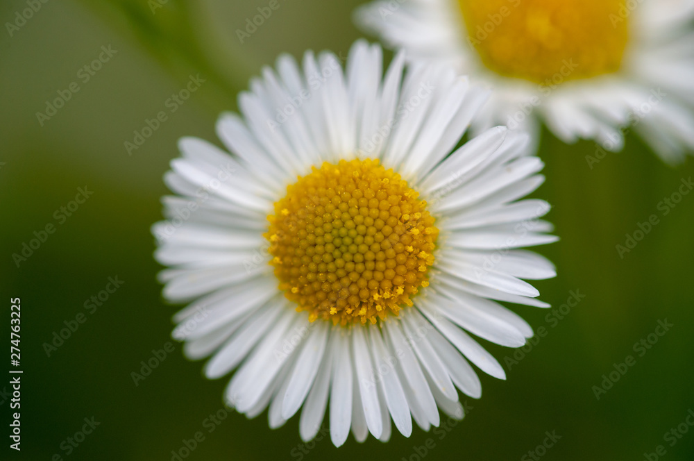 Obraz premium small Daisy flower on green background