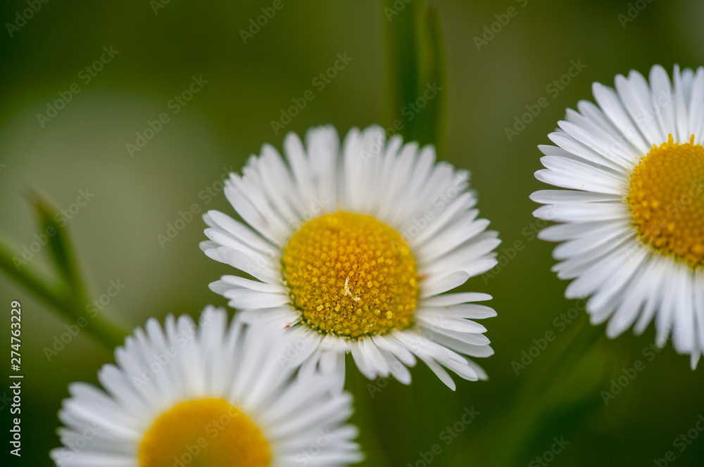 Obraz premium small Daisy flower on green background