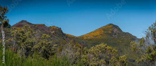 Blooming yellow genista on a hill near the plateau Paul da Serra on the island of Madeira in Portugal.