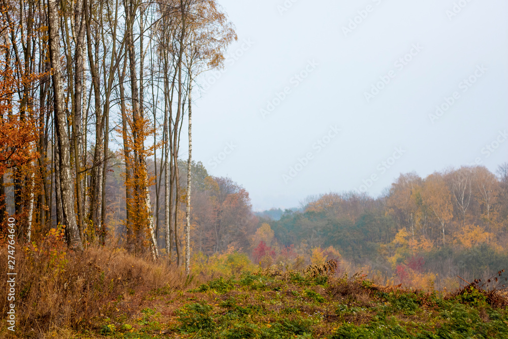Fototapeta premium Autumn forest with golden leaves and pure exotic sky. Copy space_