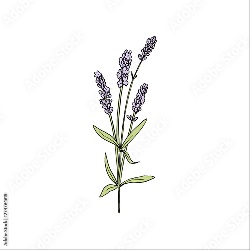 Lavender flowers colored sketch style. steem and head in bloom. Bunch of purple Lavandula flowers.