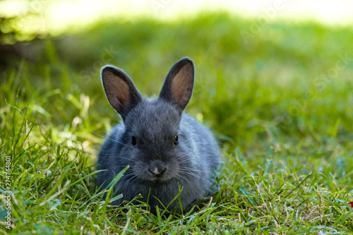 close up portrait of one cute grey bunny sitting on green grass field under the shade eating